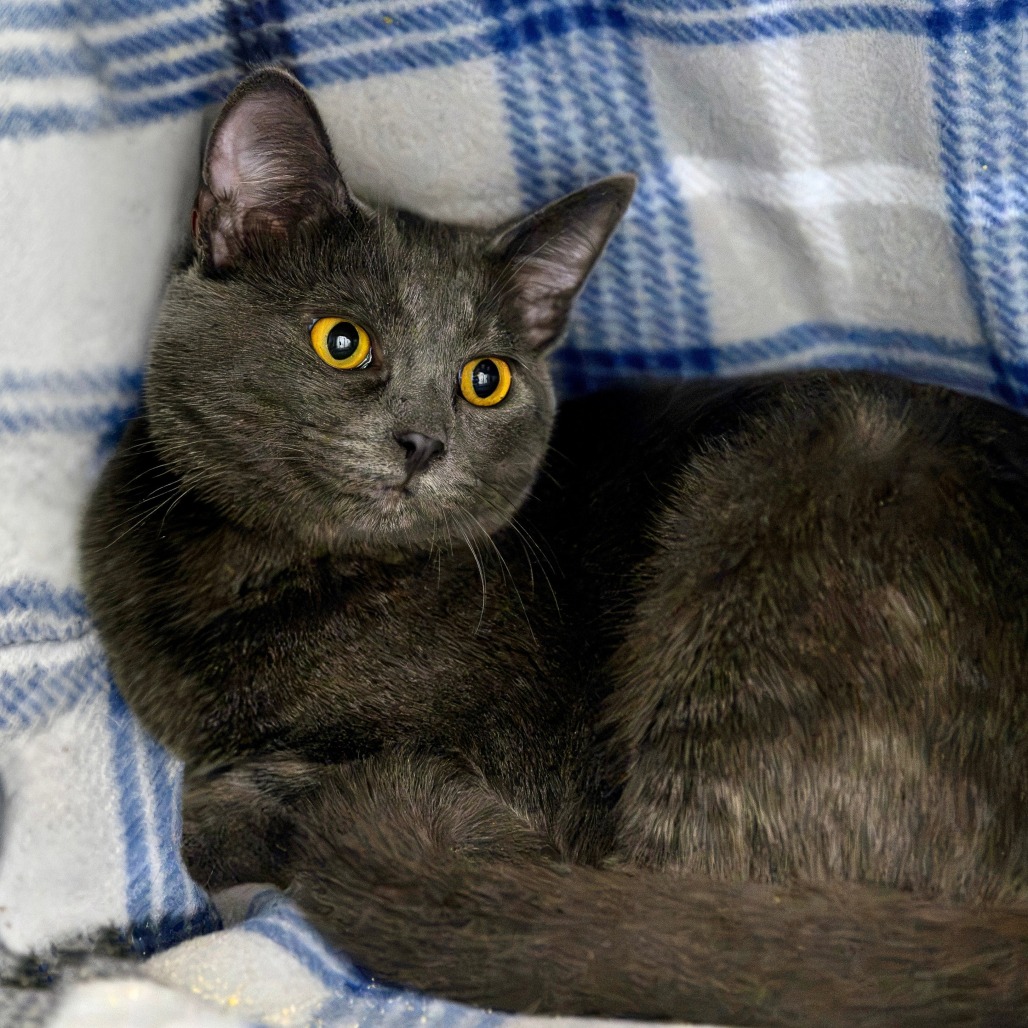 DOBY - Domestic Shorthair available for adoption