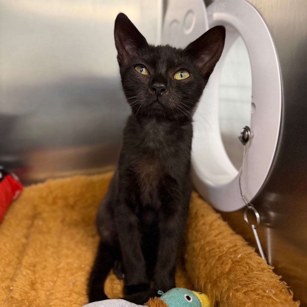 DEANESE - Domestic Shorthair available for adoption