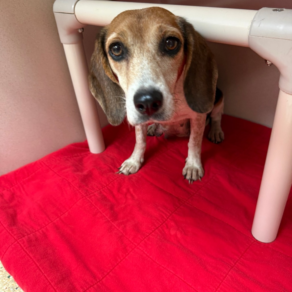 BONNIE - Beagle available for adoption