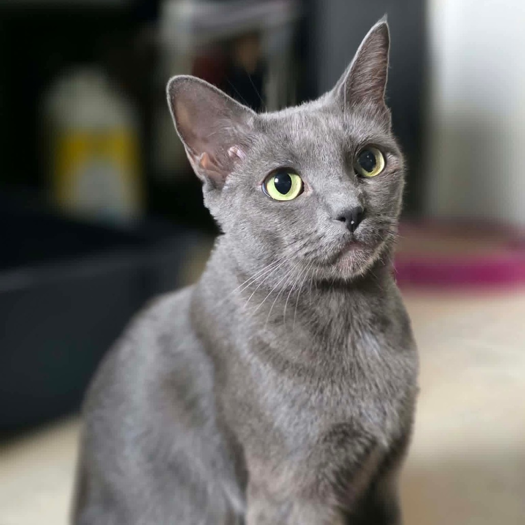 Sasha, photo 6