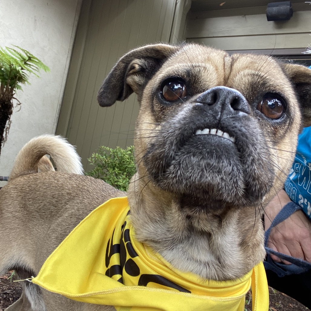 Bowser — thumbnail 3