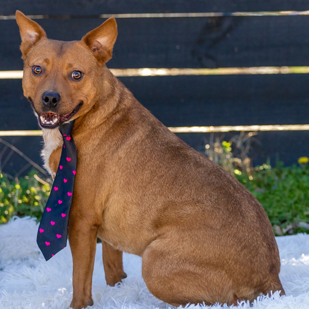 Photo of Sparky