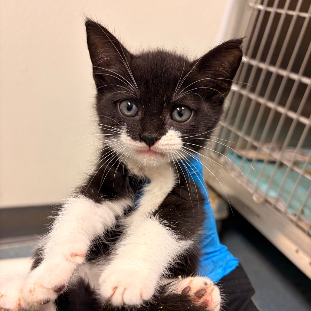 GWEN BABY 6 - Domestic Shorthair available for adoption
