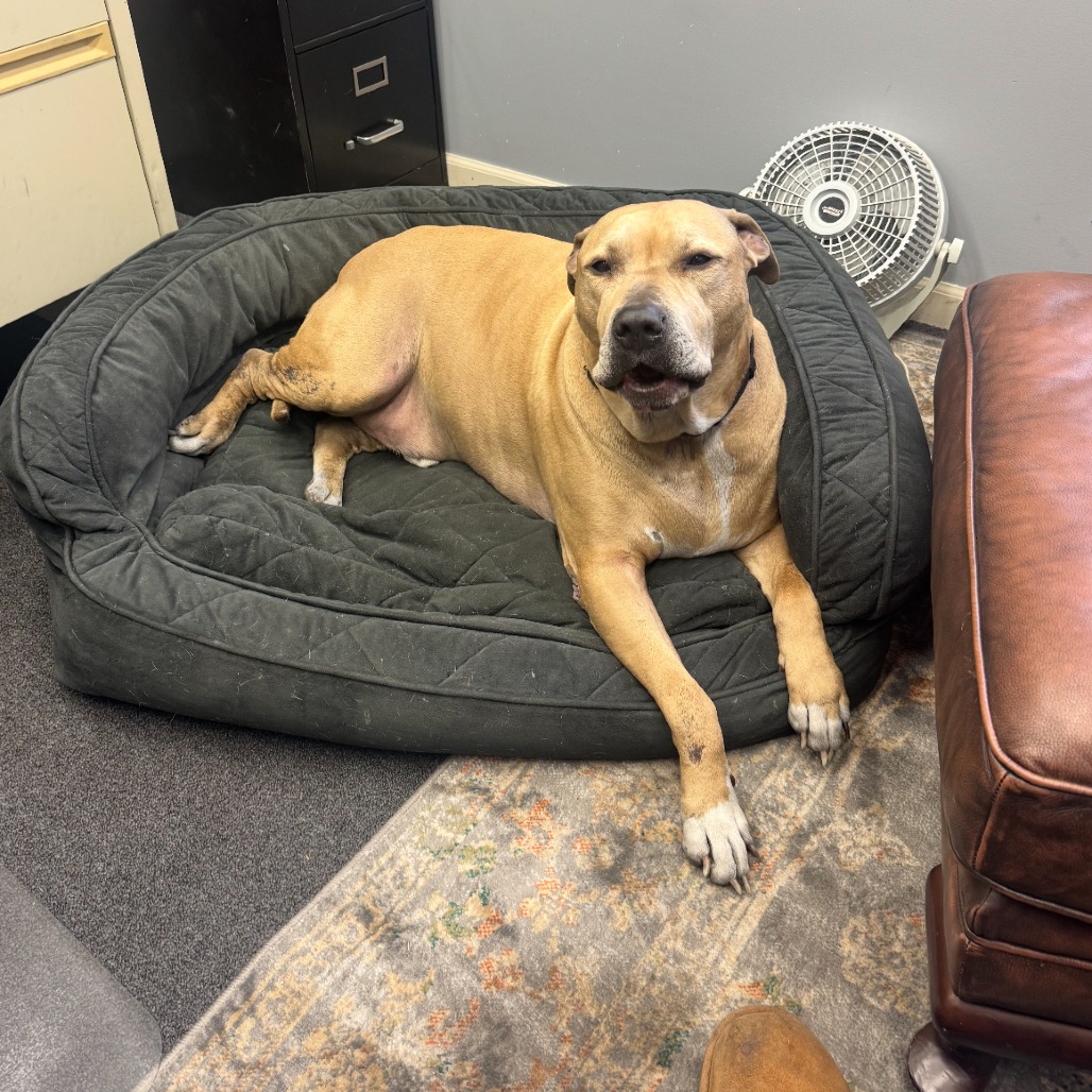 Sampson, photo 21