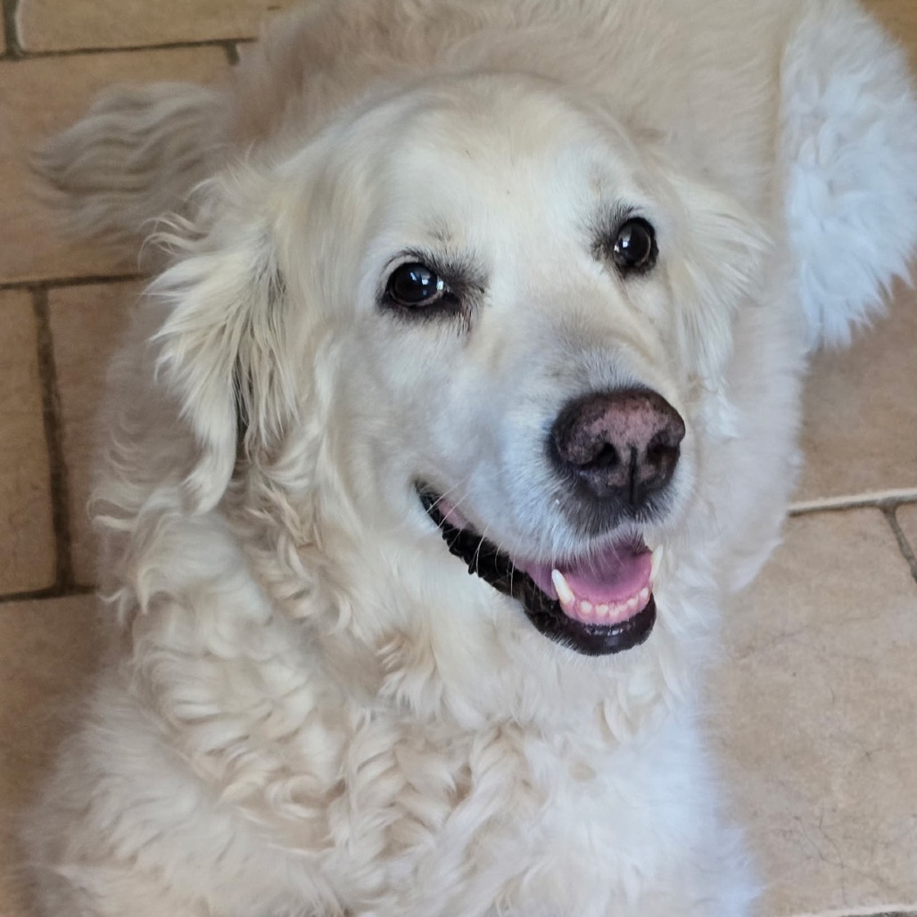 NY Lily (Foster in Pawling NY)