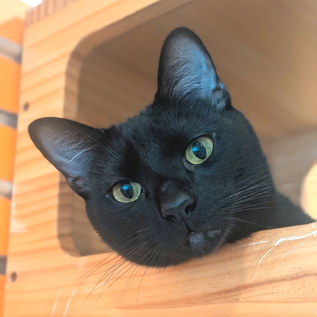 SIRIUS - Domestic Shorthair available for adoption