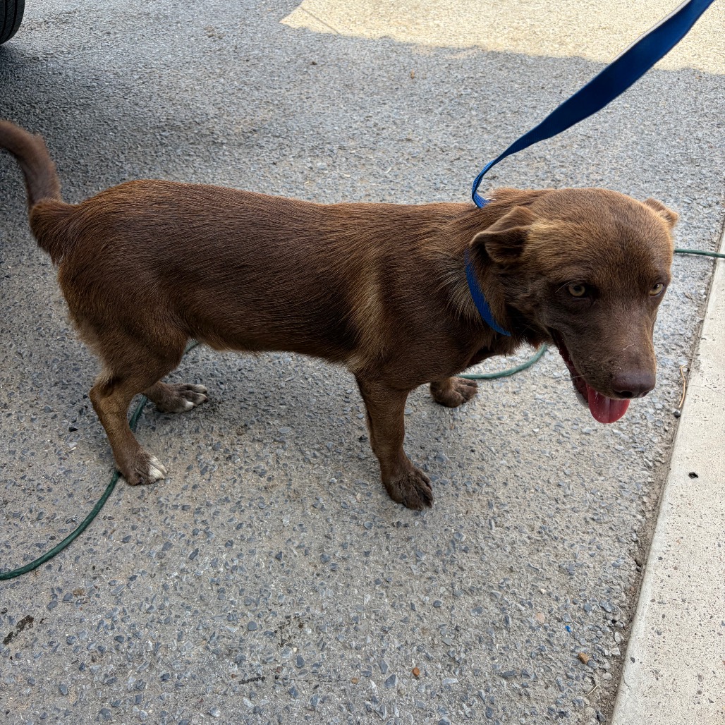JOEY - Retriever, Chocolate Labrador / Mixed Breed (Small) available for adoption