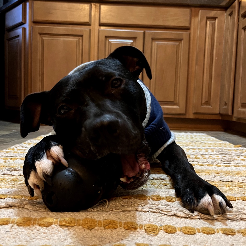 Bowser, photo 27