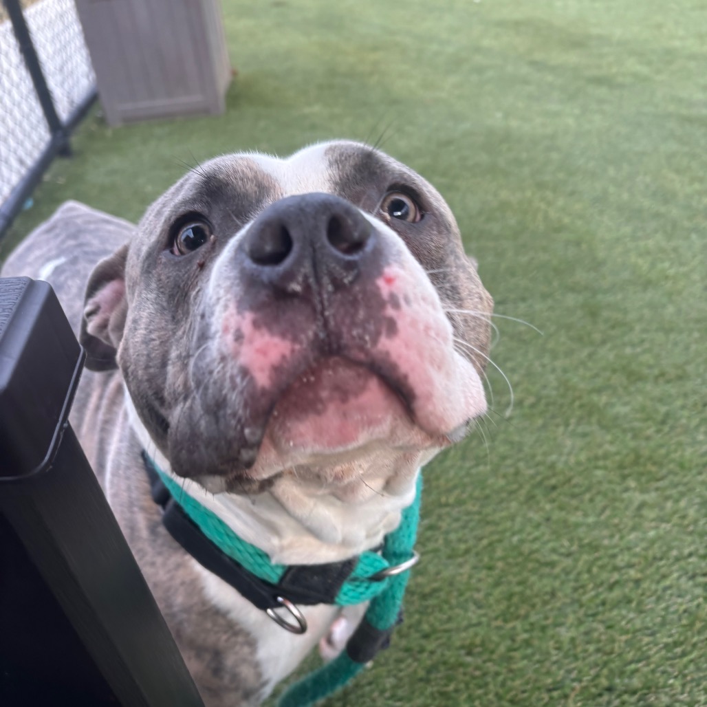 Jaxx — thumbnail 4