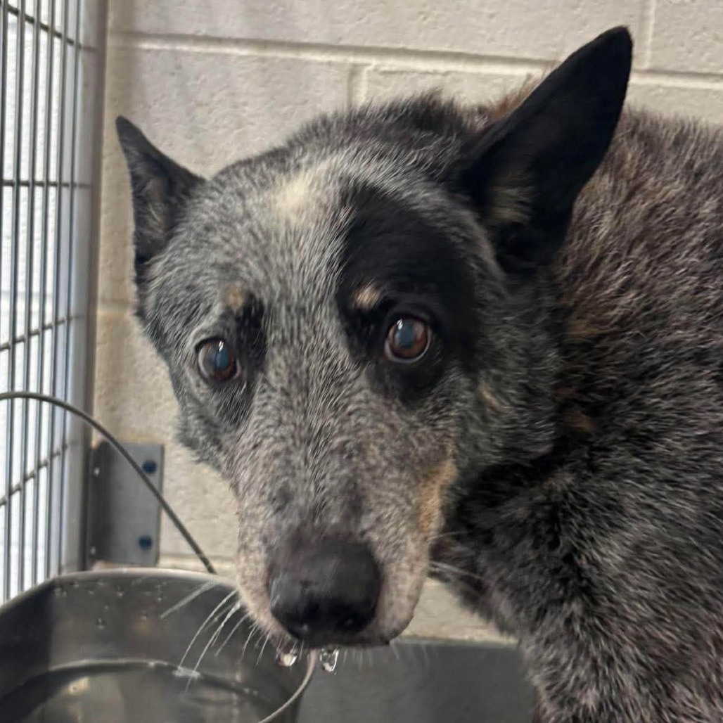 HAZE - Cattle Dog / Australian (Blue Heeler) available for adoption
