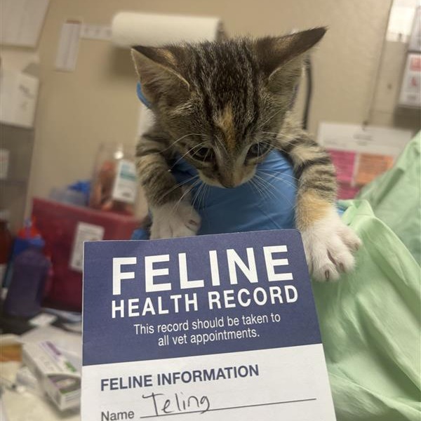 TELING - Domestic Shorthair available for adoption