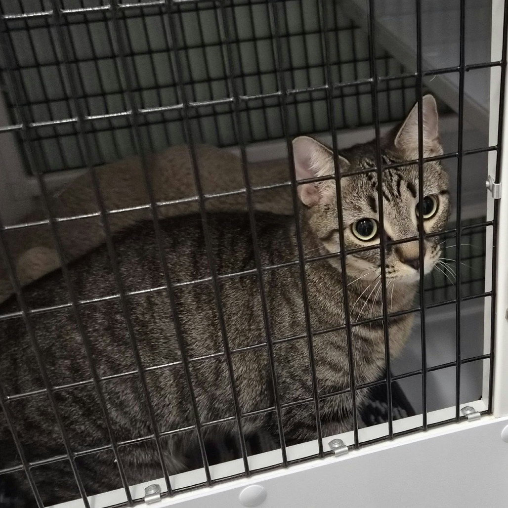 ELLIE - Domestic Shorthair available for adoption