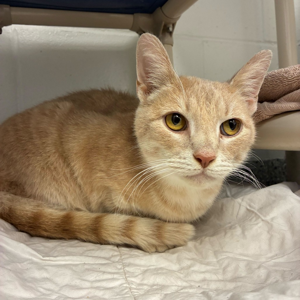 Frosting — thumbnail 3