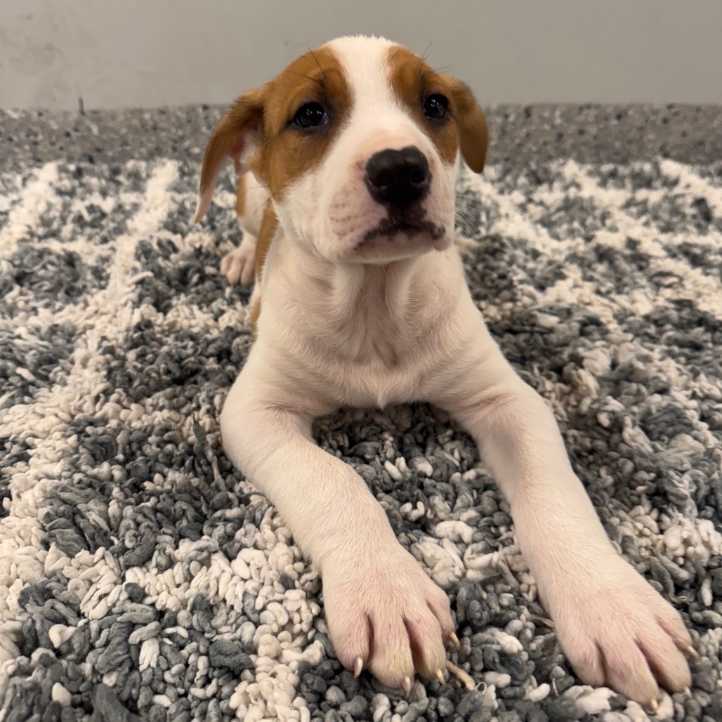 LIL NUGGET - Terrier / Mix for adoption in Dayton