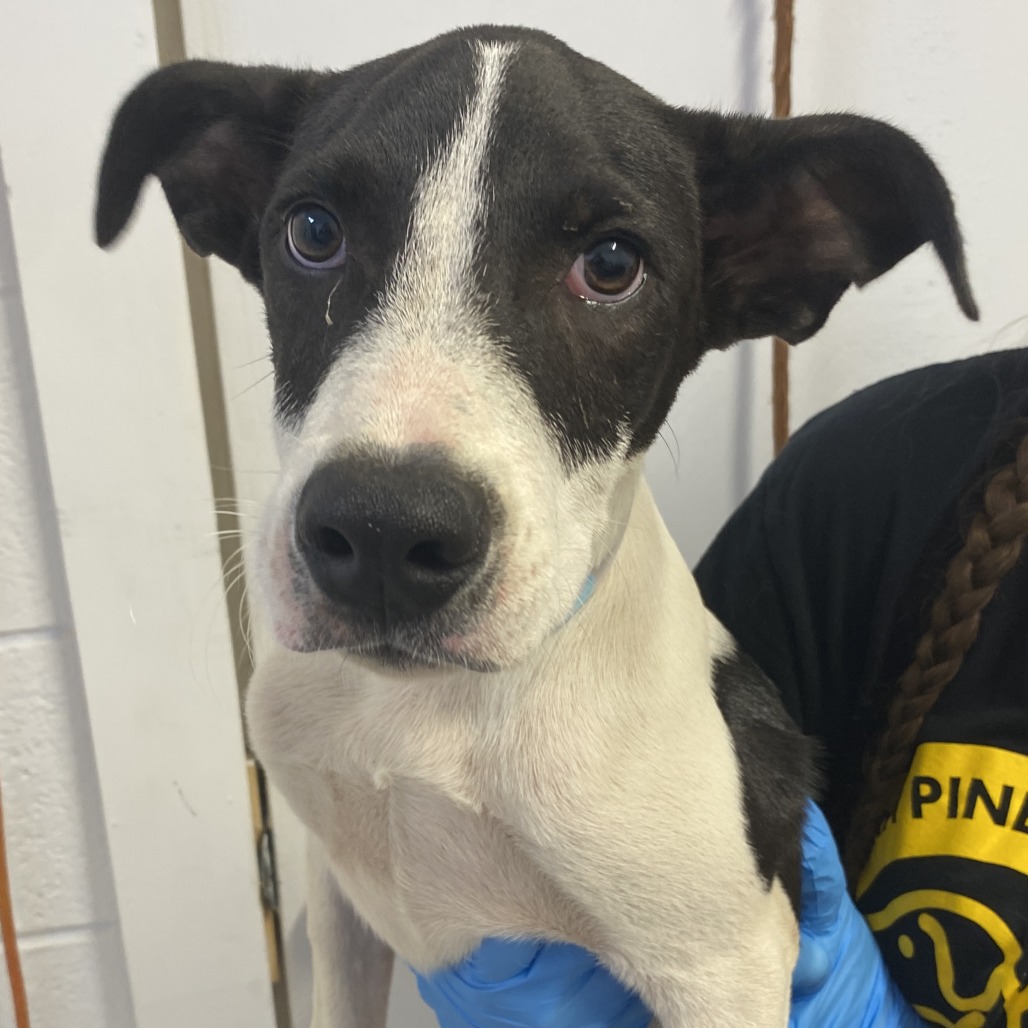 GERALD - Retriever, Labrador / Mix available for adoption