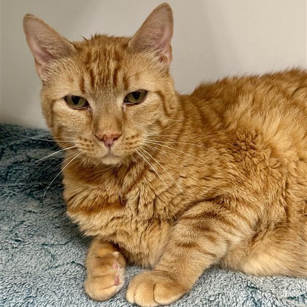 Griffin the Cat