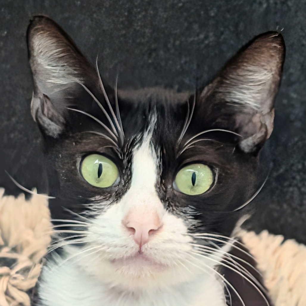 Barbie the cat