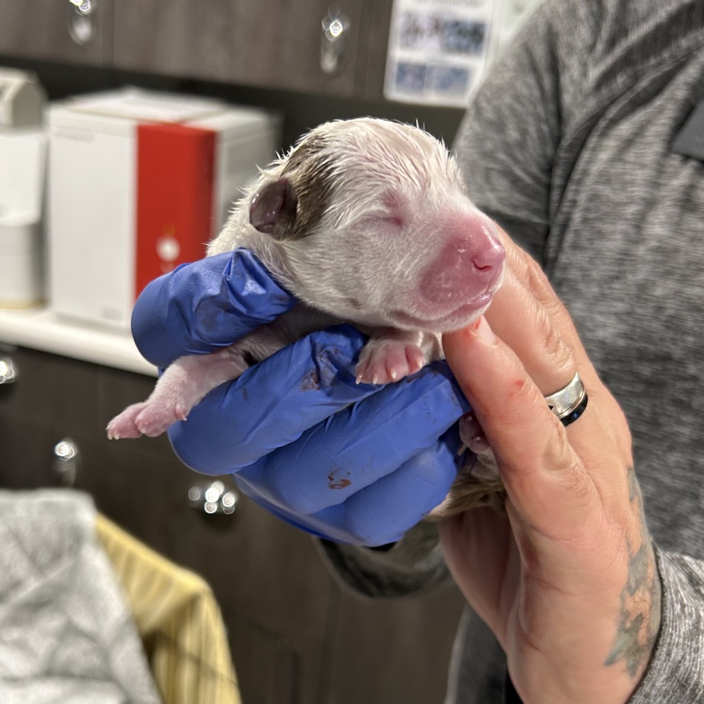 Chip — thumbnail 2