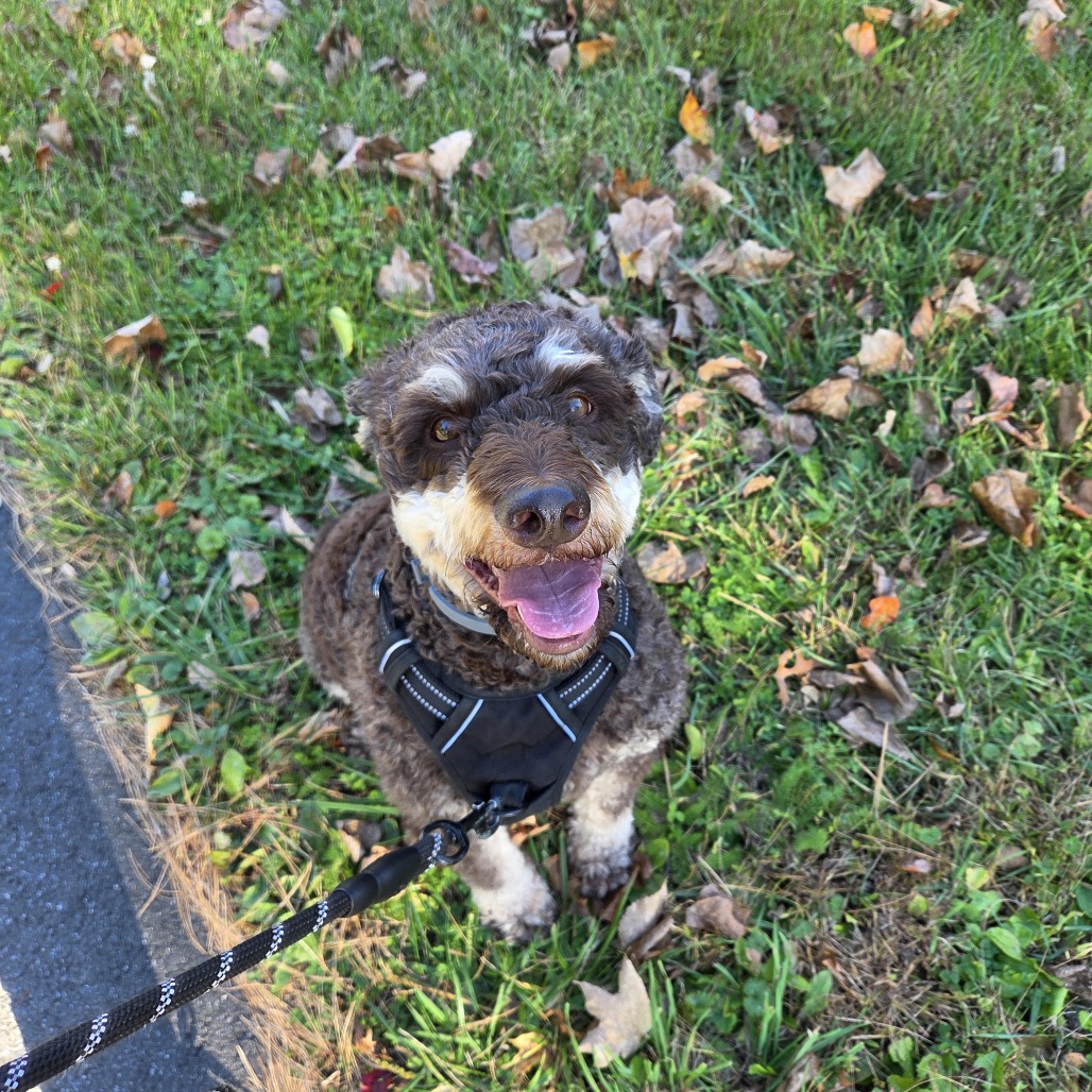 Bruno, photo 6