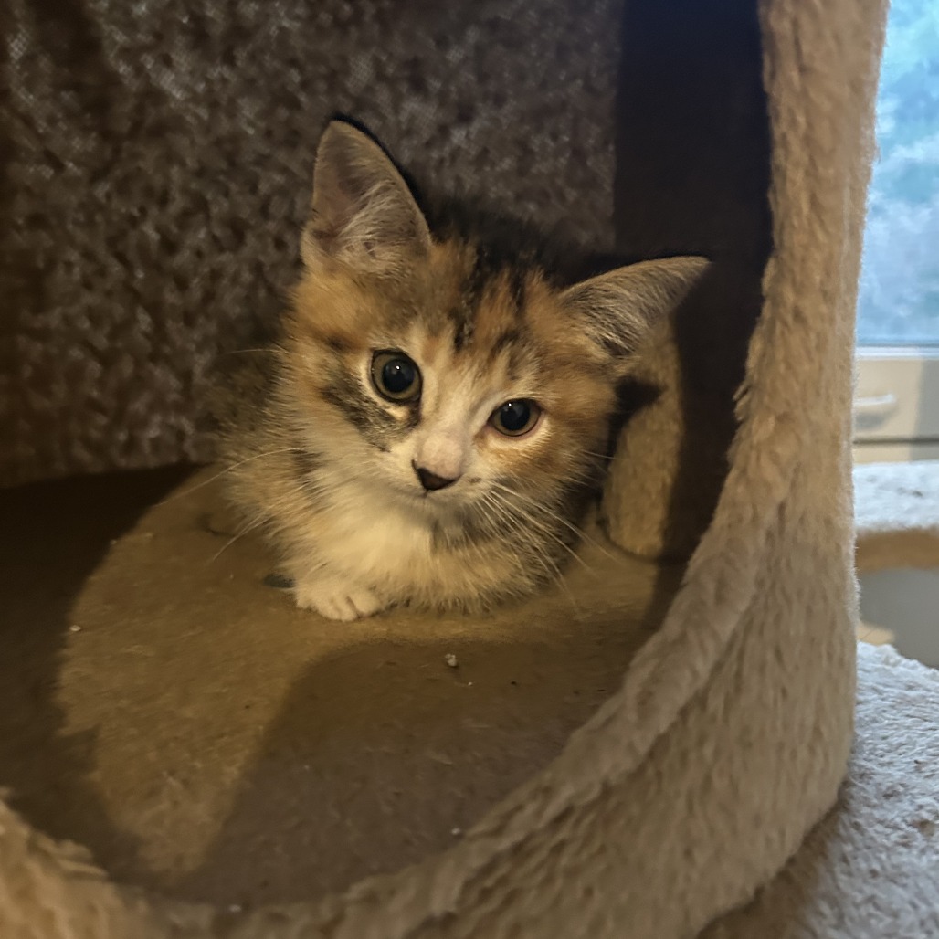 Photo of Gimlet