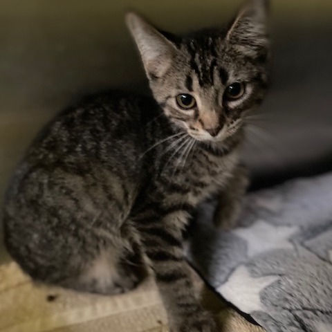 PEBBLES - Domestic Shorthair available for adoption