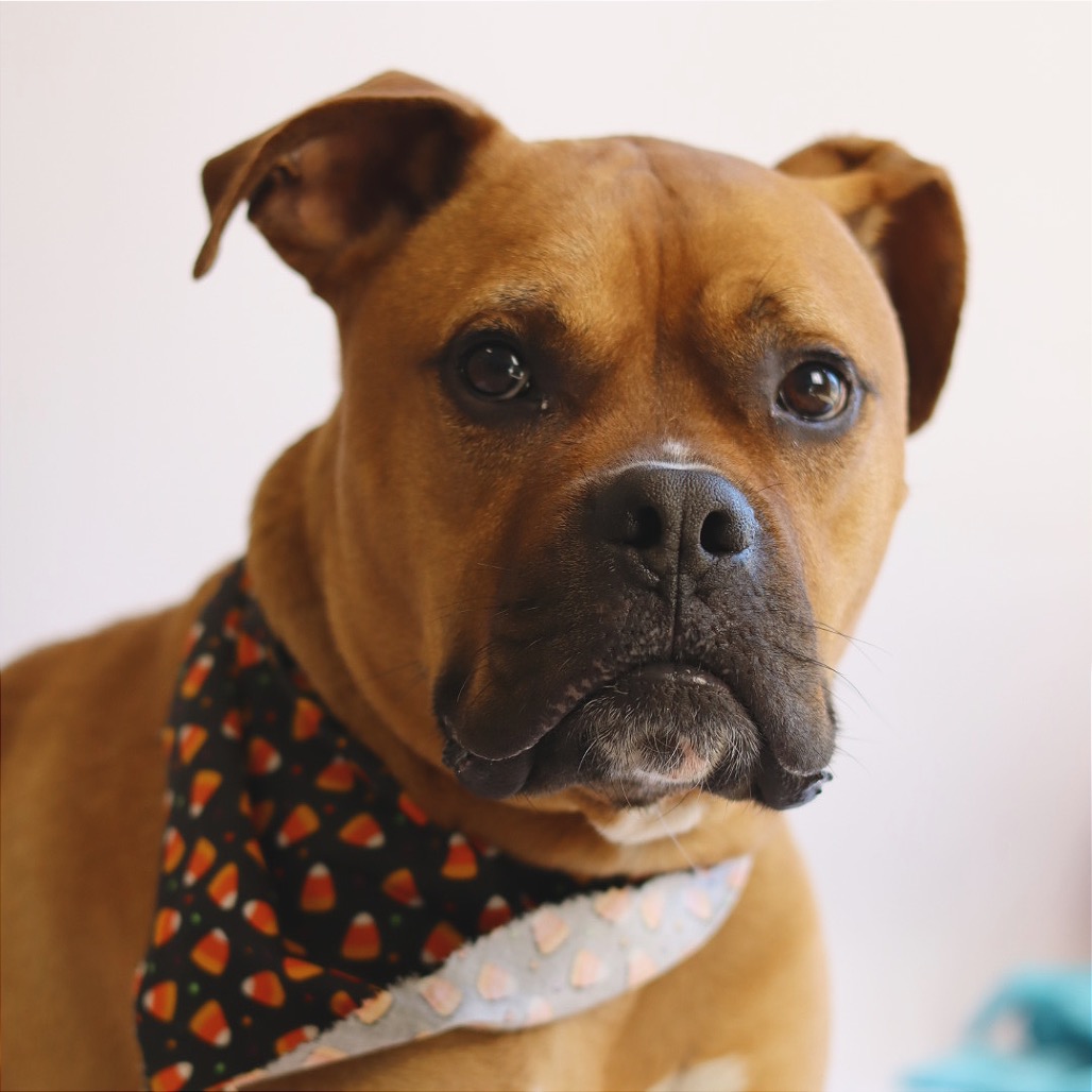 Boxer