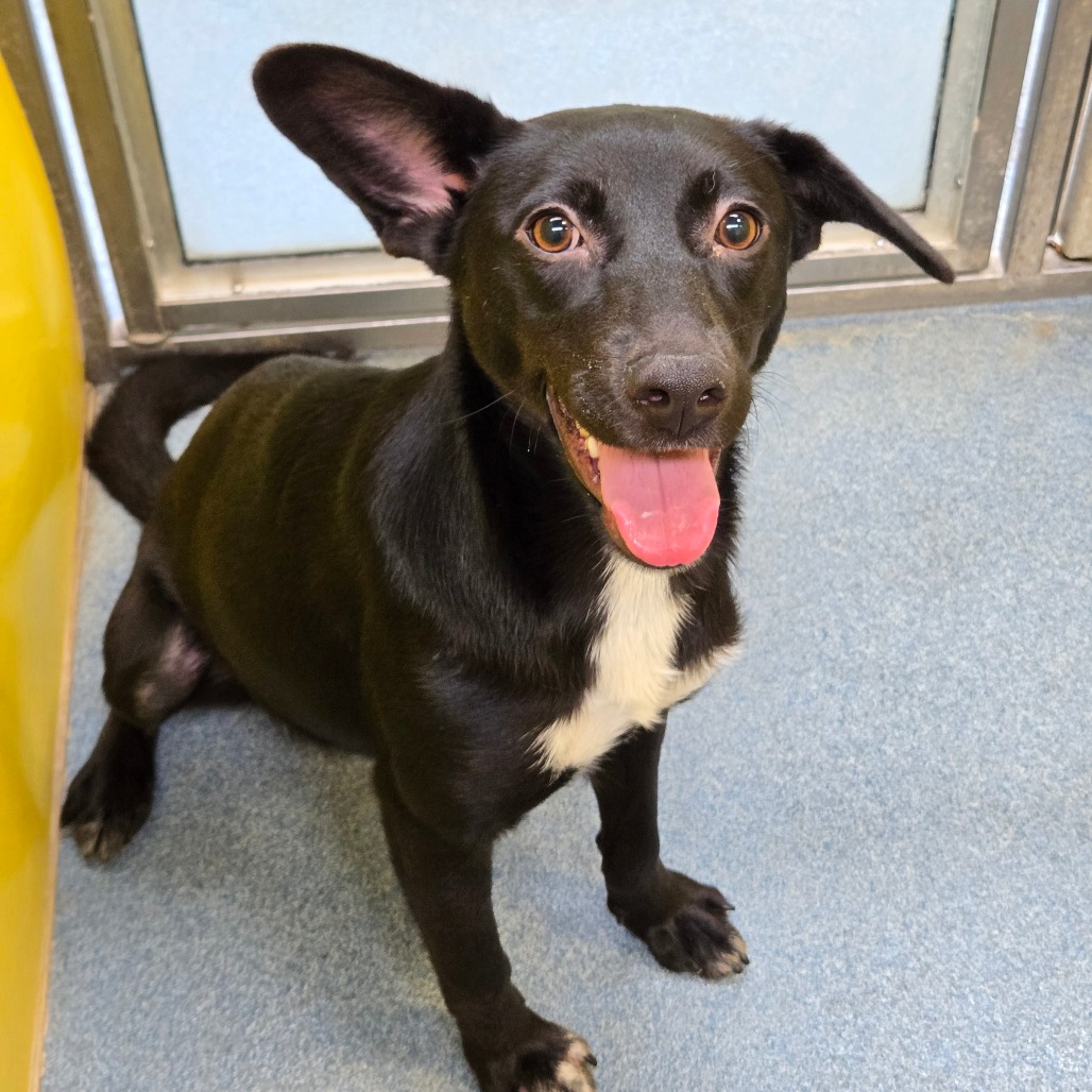 BETTY - Shepherd available for adoption