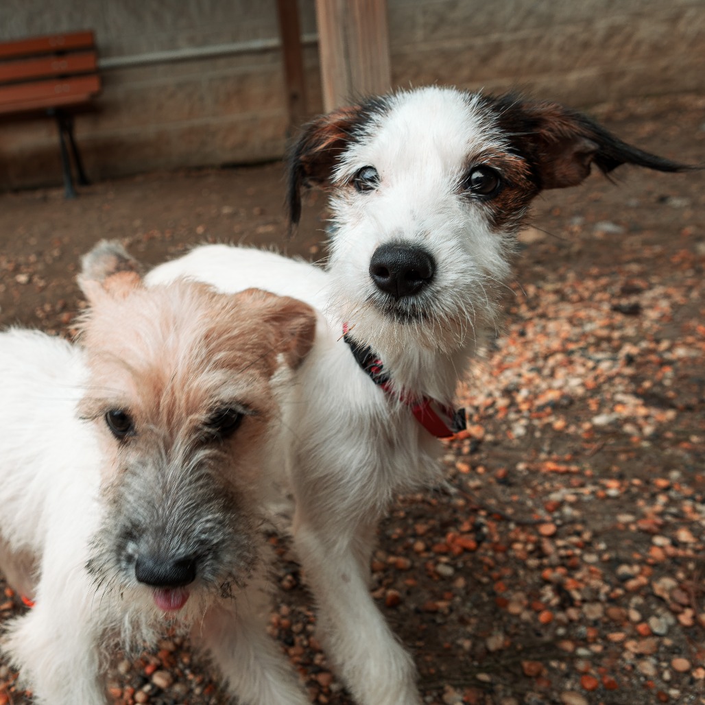 Wishbone, photo 5