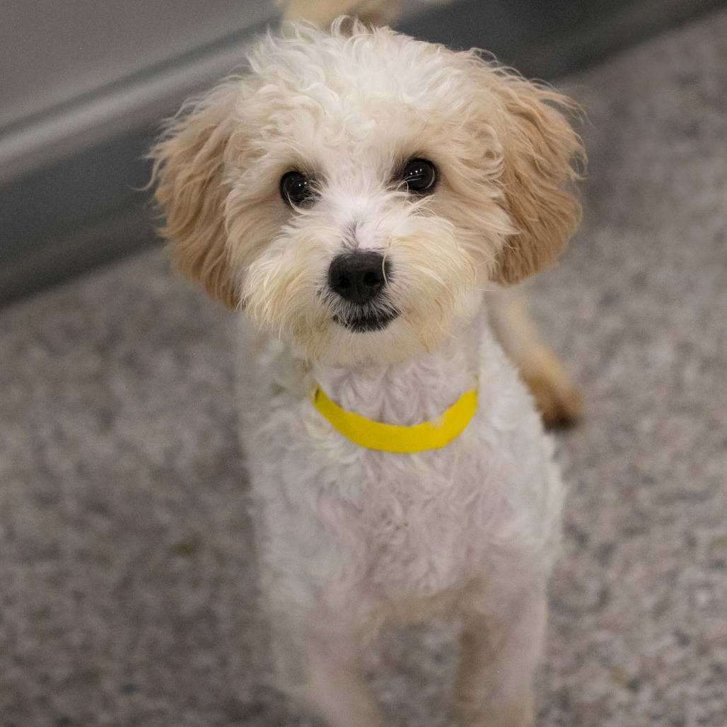 BRADY (S26-147) - Coton De Tulear / Poodle, Miniature available for adoption