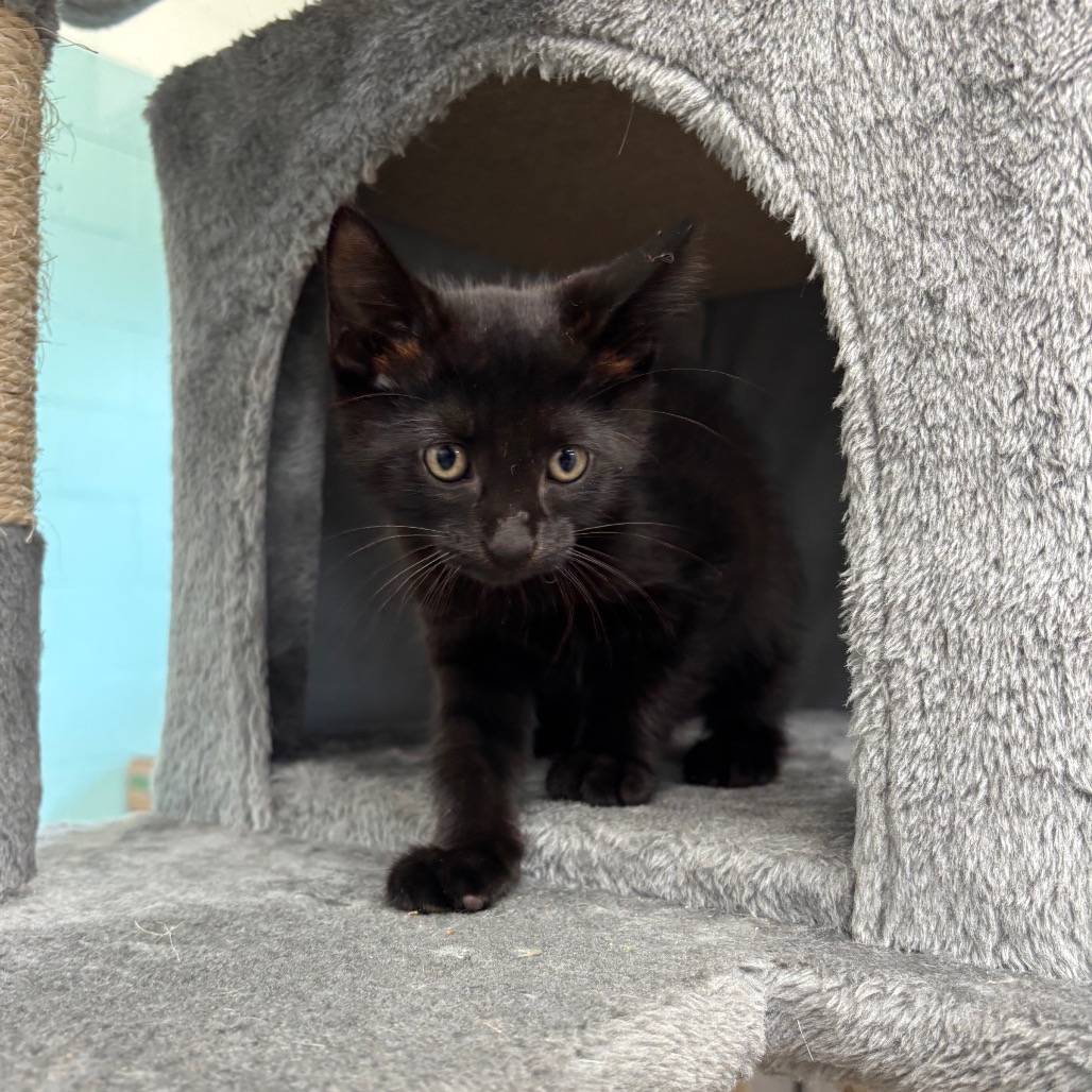Photo of Archer, a cat adopted from Gulf Coast Humane Society