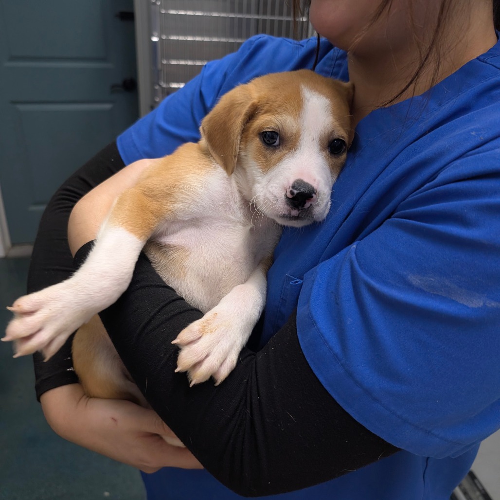 Percy — thumbnail 2