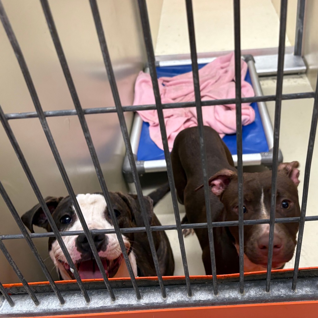 Arabella — thumbnail 2