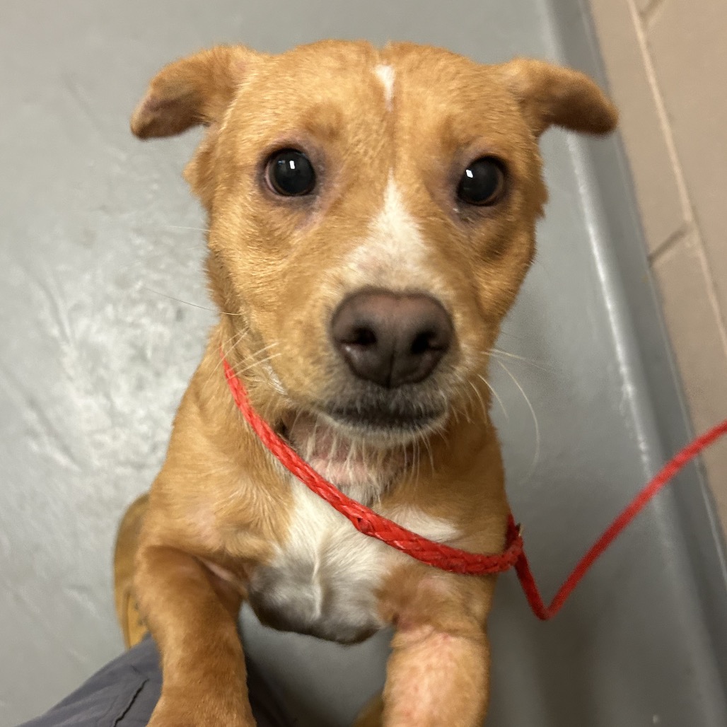 Chihuahua