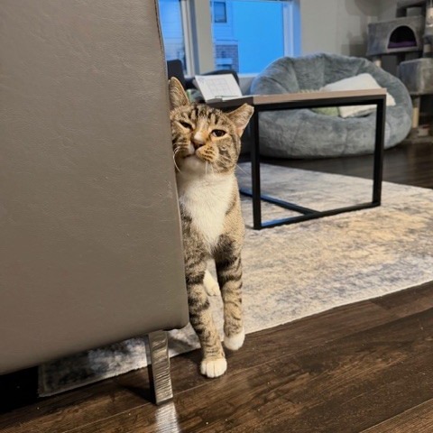 Camouflage--In Foster, photo 24