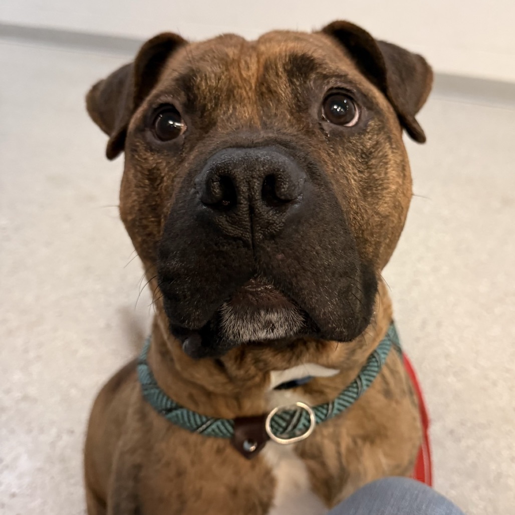 Lago — thumbnail 5