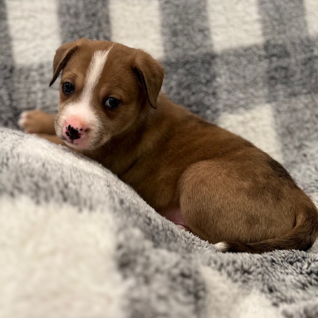 Misty's Pup- Bagel — thumbnail 4