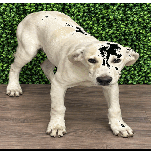 Finch, an adoptable Foxhound, English/Mix