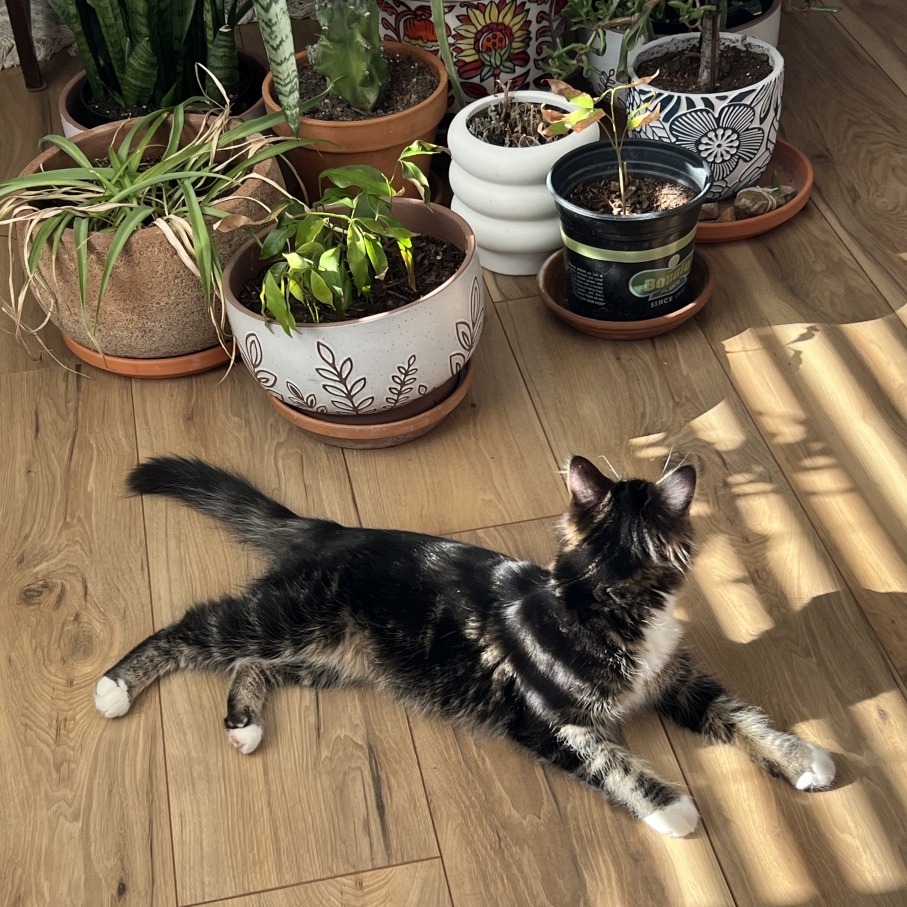 Simba — thumbnail 5