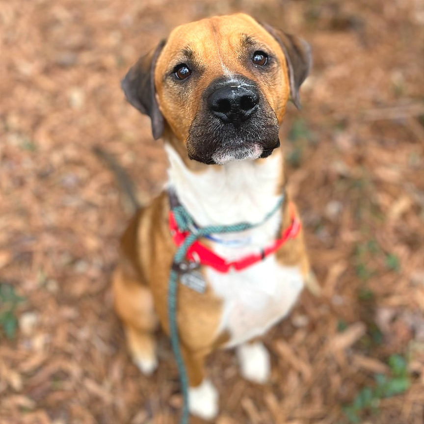 Chestnut — thumbnail 6