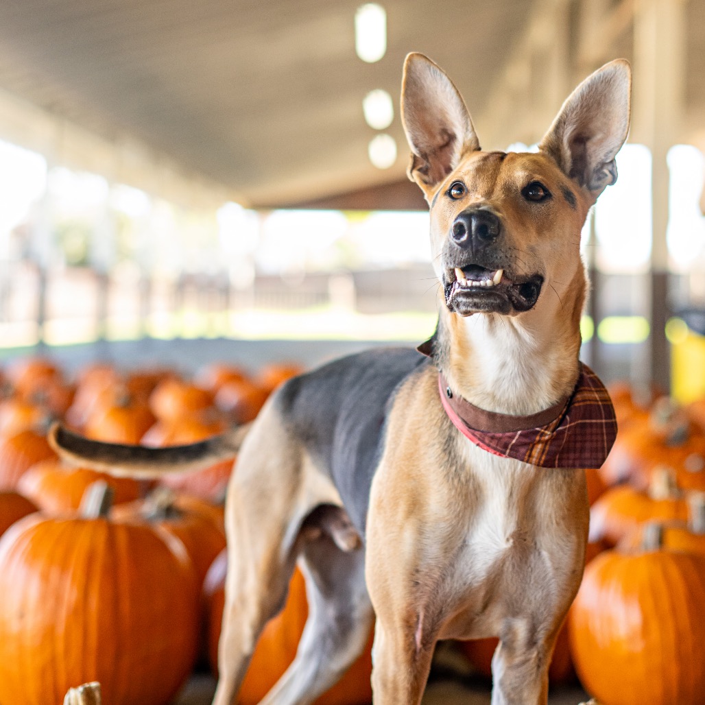 Stuart is available for adoption at Animal Friends Rescue Project