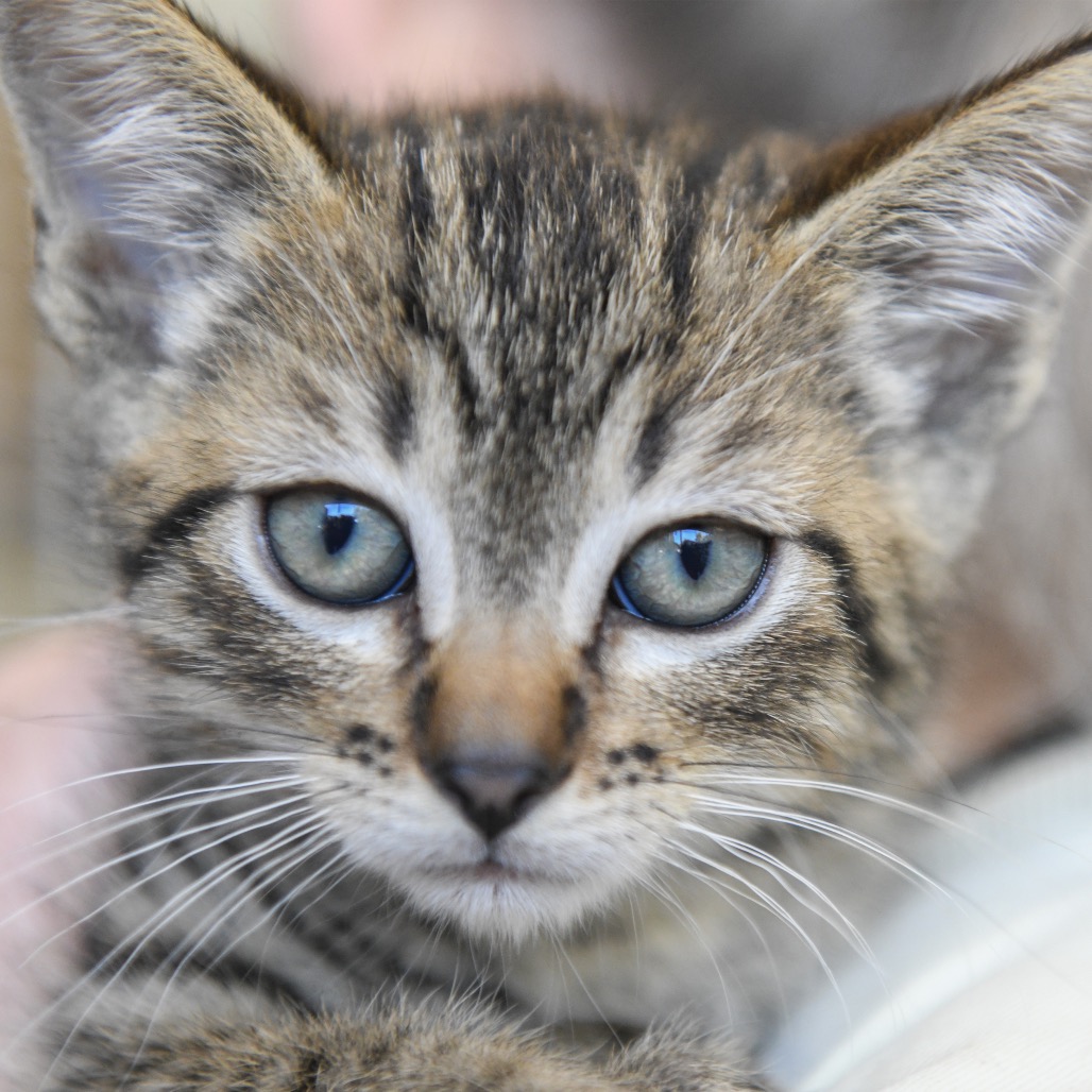 Aspen - Domestic Shorthair