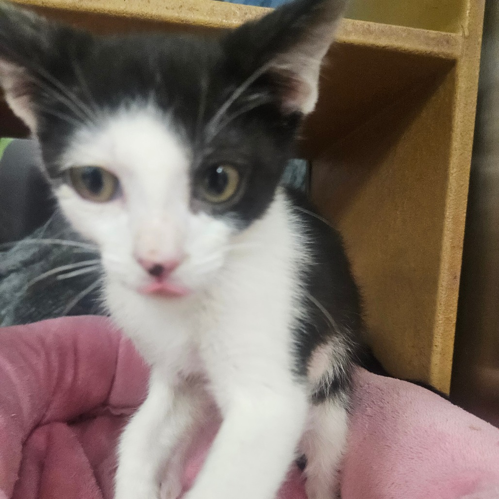 TRICK - Domestic Shorthair available for adoption
