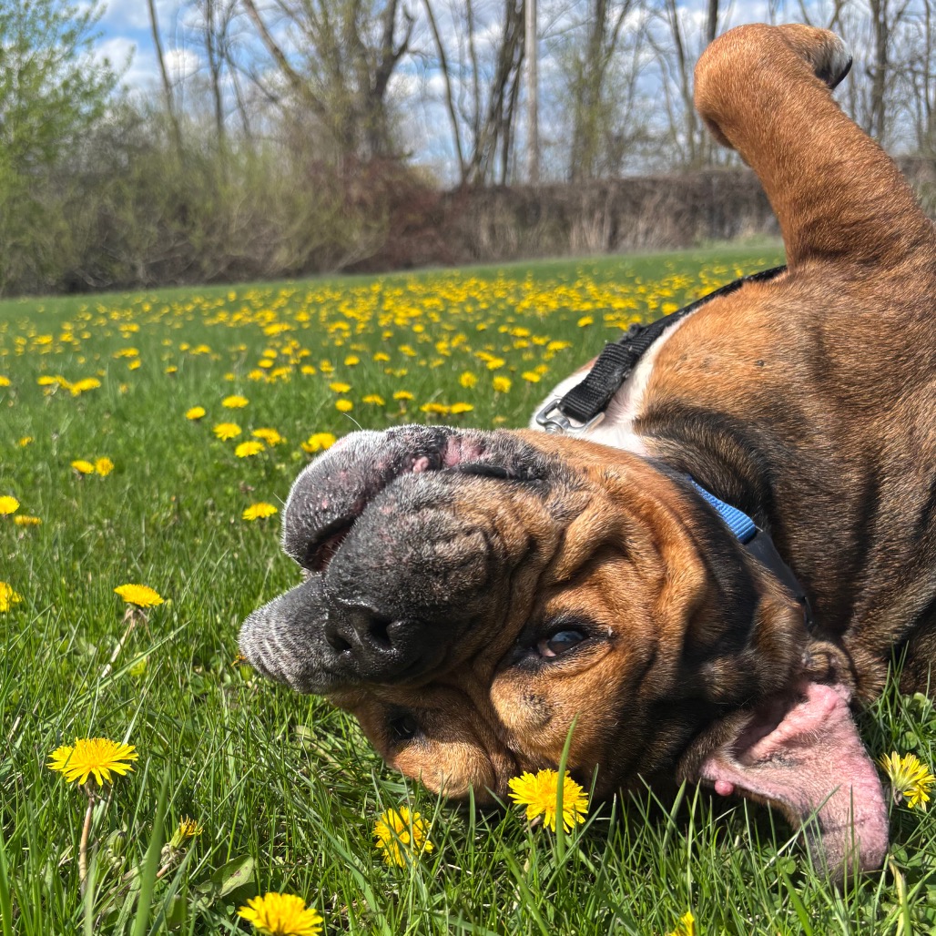 Mr. Worldwide is available for adoption at Elmbrook Humane Society