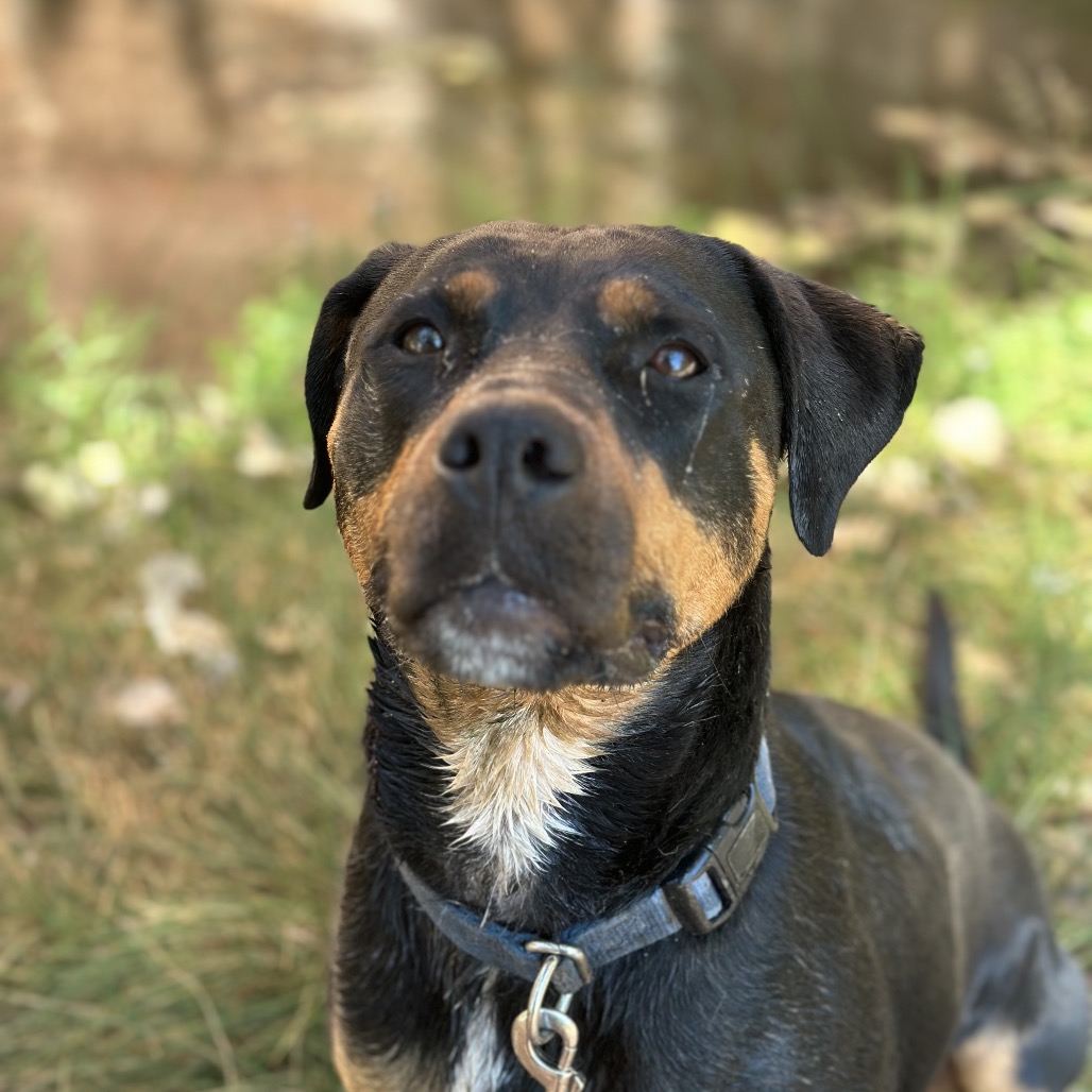Licorice, photo 15