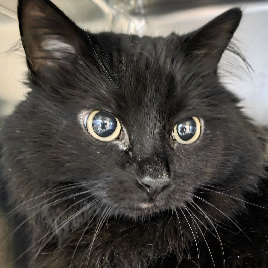 Salem