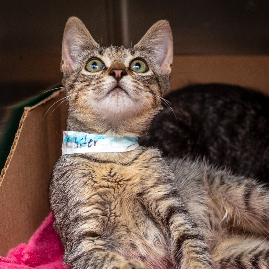 ARBITER - Domestic Shorthair available for adoption