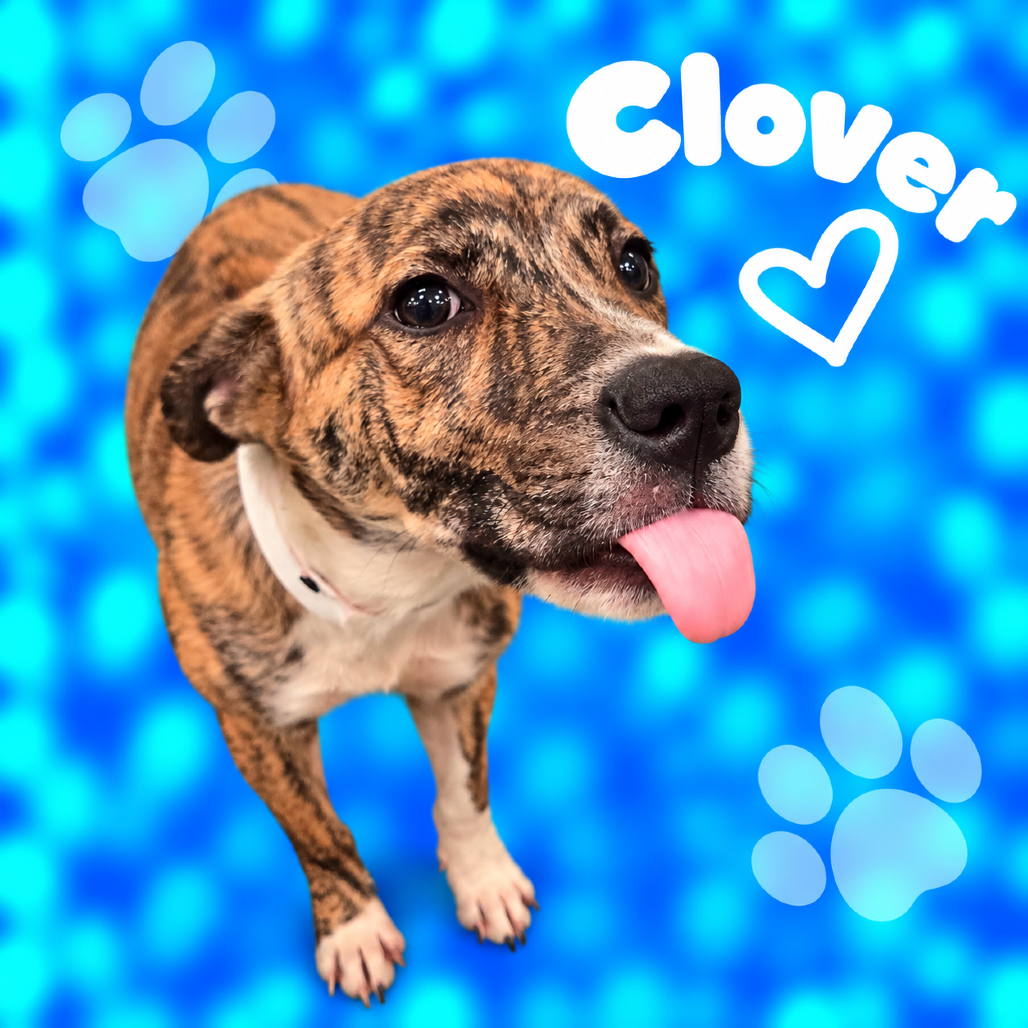 Clover, photo 5