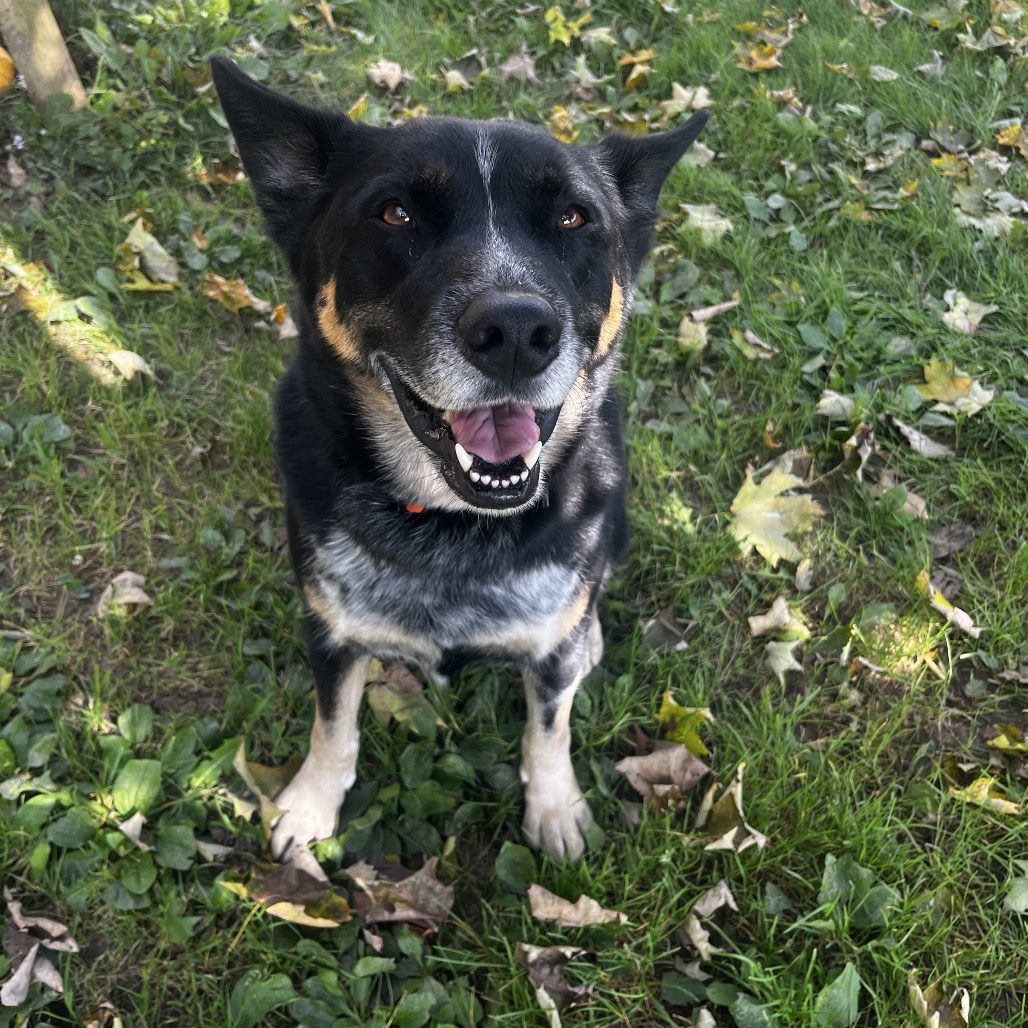 Buster, photo 7
