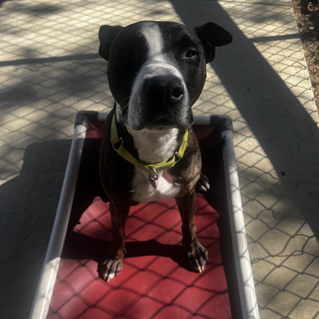 Bandit, photo 11