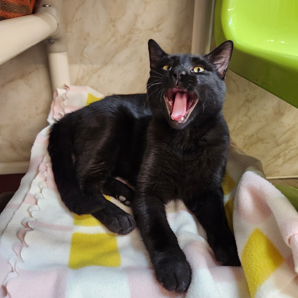 Guinness — thumbnail 2